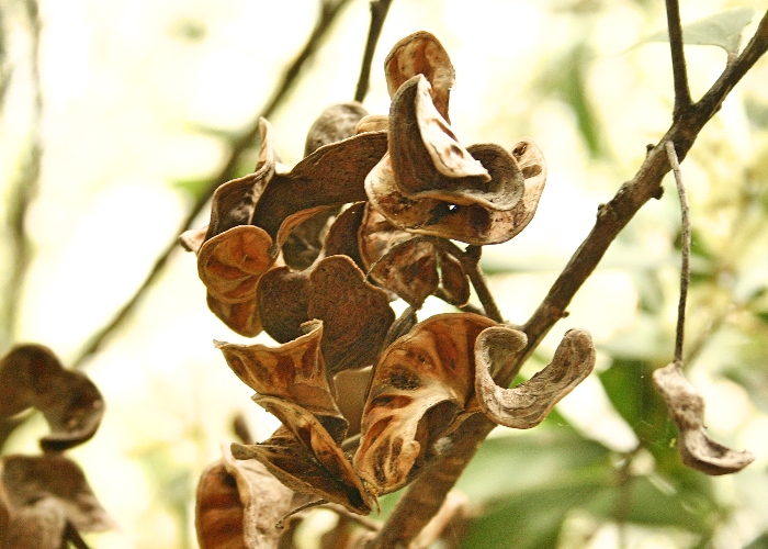 North Queensland Plants Fabaceae